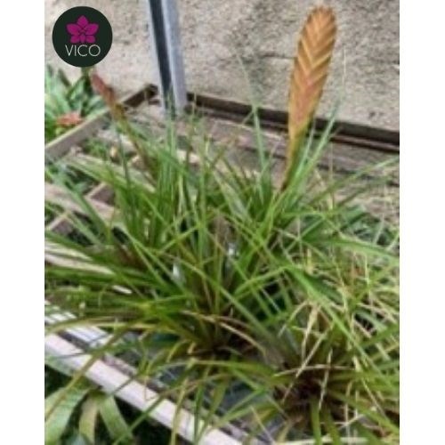 Tillandsia Cyanea Lyndleiana 