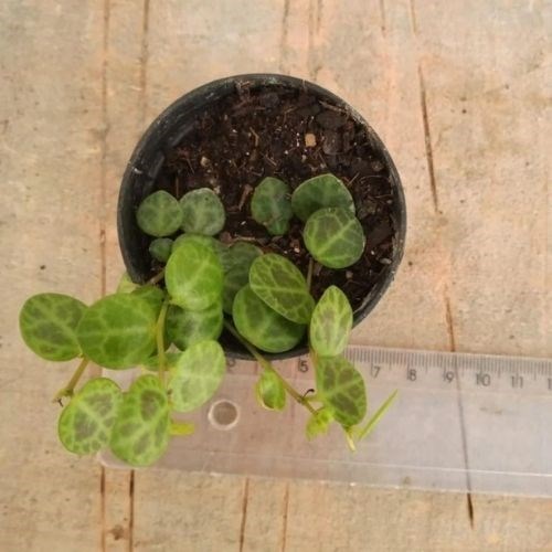 Colar de Tartaruga (Peperomia Prostata)