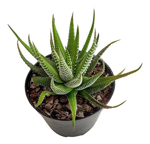 Suculenta Planta-zebra ( Haworthia Fasciata )