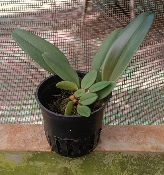 Bulbophyllum (frostii x dayanum)