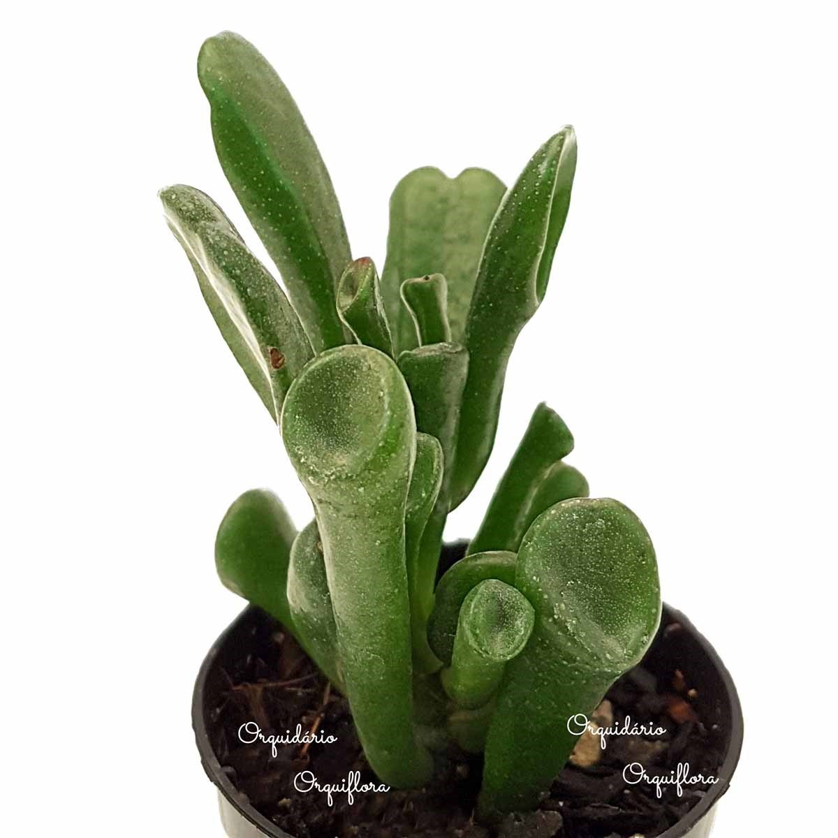 Suculenta Orelha de Shrek ( Crassula Gollum )