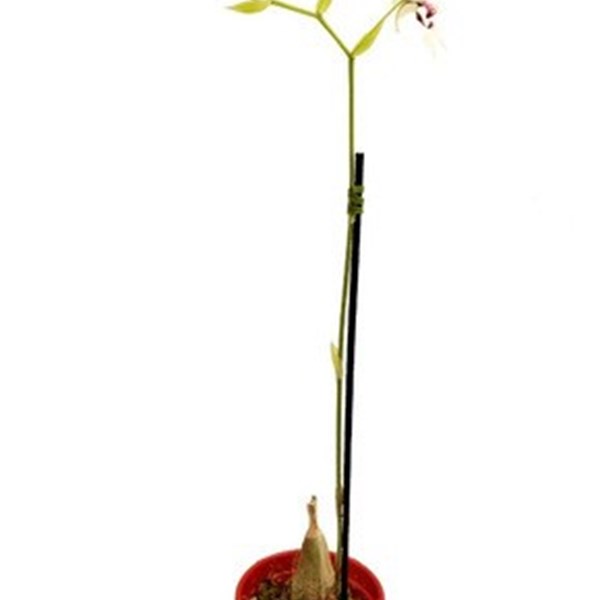 Orquídea Calanthe vestita Planta Adulta