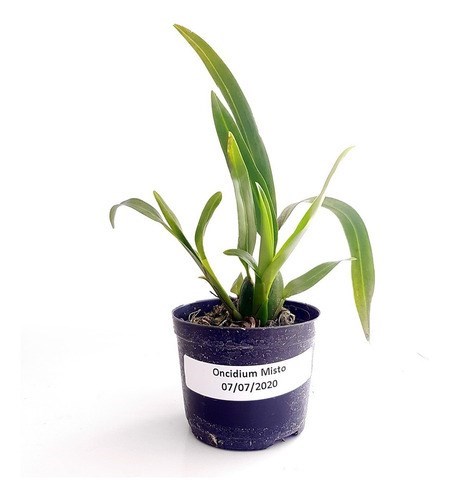 Kit Mudas De Orquídeas Mista 36 Unidades Super Promoção.