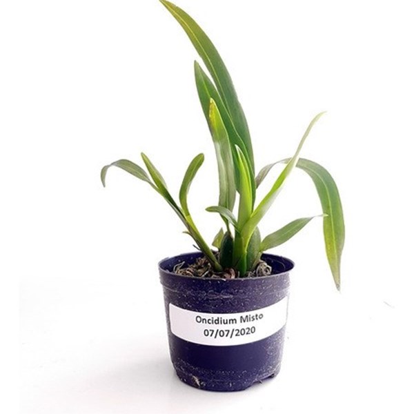 Kit Mudas De Orquídeas Mista 36 Unidades Super Promoção.