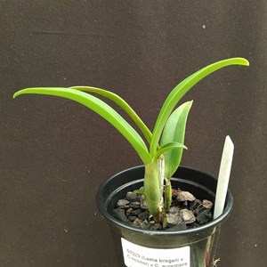 (Laelia brieguerii x Cattleya violacea) x Cattleya aurantiaca - S7023