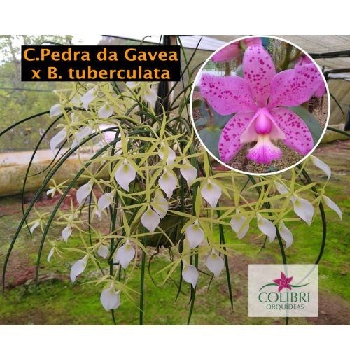Orquídea Cattleya Pedra da Gavea x Brassavola tuberculata