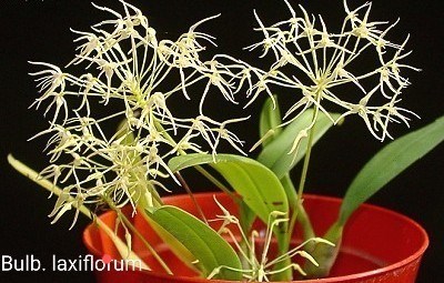 Orquídea Bulbophyllum laxiflorum