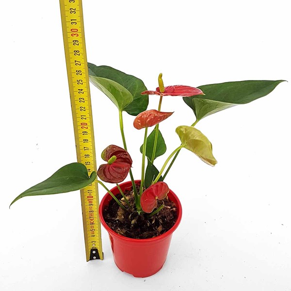 Mini Antúrio Vermelho Planta Natural Adulta Com Vaso - Orquiloja