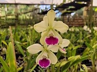 Catyclia Hel Hatillo