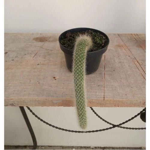 Cacto Rabo de Macaco