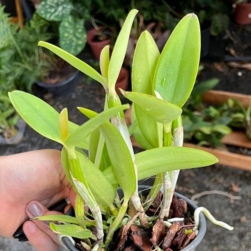 Orquídea Cattleya intermedia x Cattleya forbesii