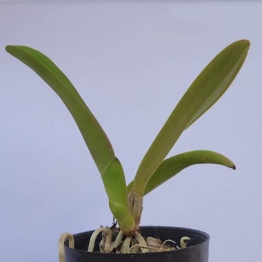 Cattleya jenmanii (rubra x rubra)