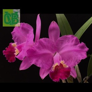 Orquídea Cattleya lueddmanniana ( rubra x rubra ) - Cód. S6857