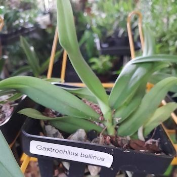 Gastrochillus bellinus