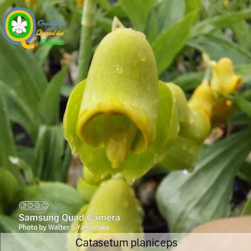 Catasetum planiceps - Aduto