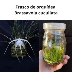 Frasco de Orquídea Brassavola cucullata