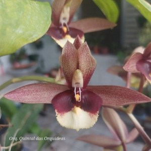 Catasetum Broga Black Leopard - Adulto - PROMOÇÃO