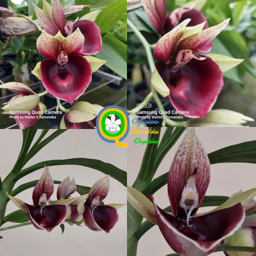 Catasetum Mark's Red Hermosa 'Junge Girls' AM/AOS - Adulto