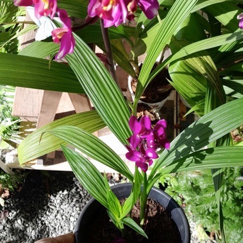 Spatoglotis exótica (cores diversas)