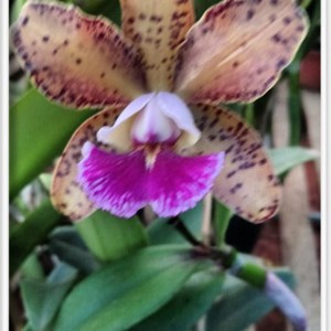 Orquídea Cat. Aclandiae X Cat. Velutina X Cat. Brabantiae