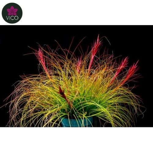 Tillandsia Festucoides