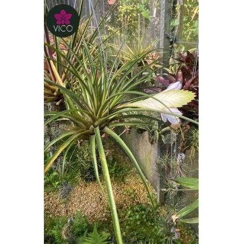 Tillandsia cyanea ‘White' T'S TROPICALS Tillandsia cyanea 'White' T'S TROPICALS