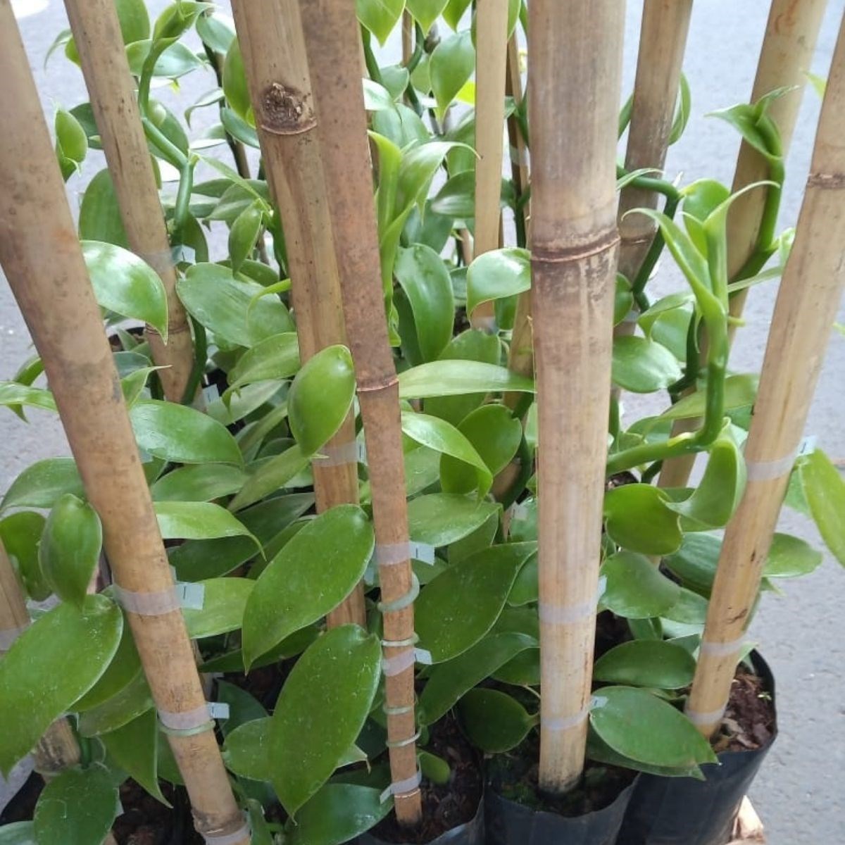 Orquídea Vanilla planifolia (baunilha mexicana)