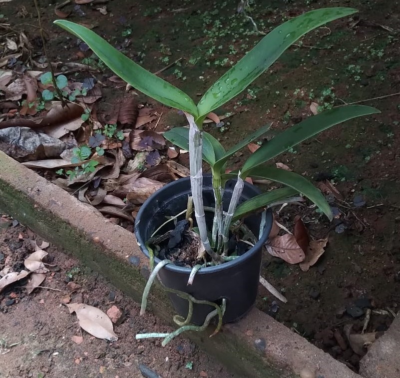Cattleya leopoldii (lilacinea x “Cetro Esmeralda”)