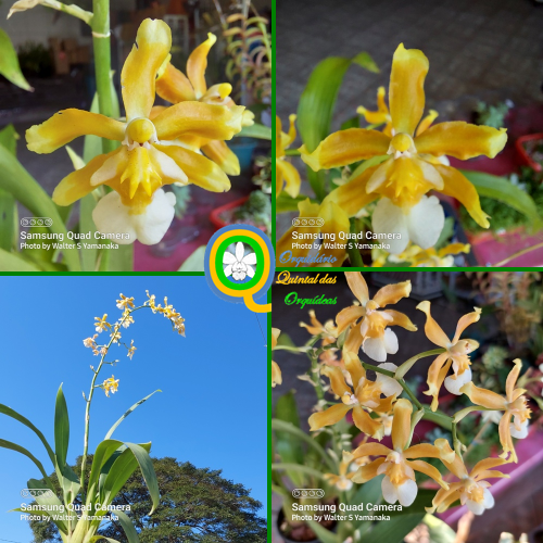 Oncostele Hilo Firecracker Lucky Strike - Adulto