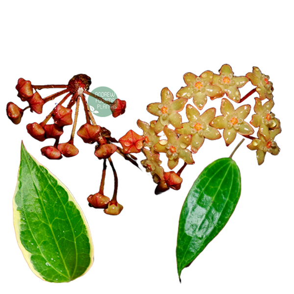 Combo das Flores de Cera Hoya macrophylla e Hoya macrophylla albomarginata