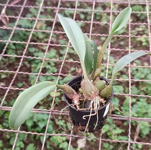 Bulbophyllum facetum