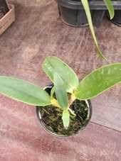 Orquídea Coilostylis ciliaris (Epidendrum ciliare)