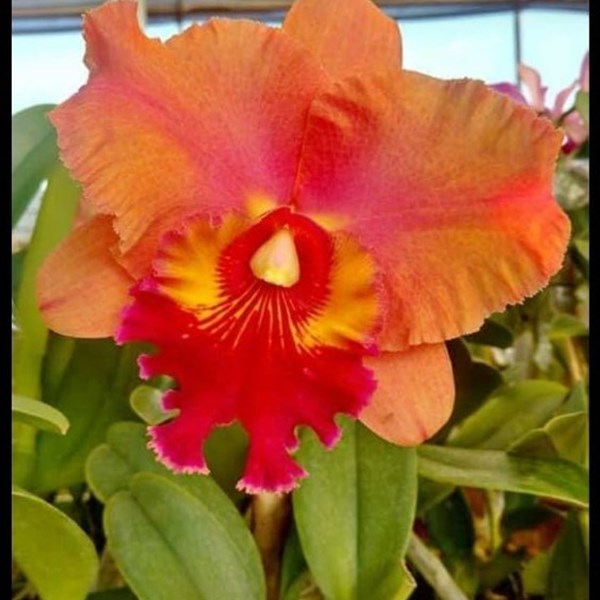 Orquidea Blc. Mirian Suzuki 'Rotunda'