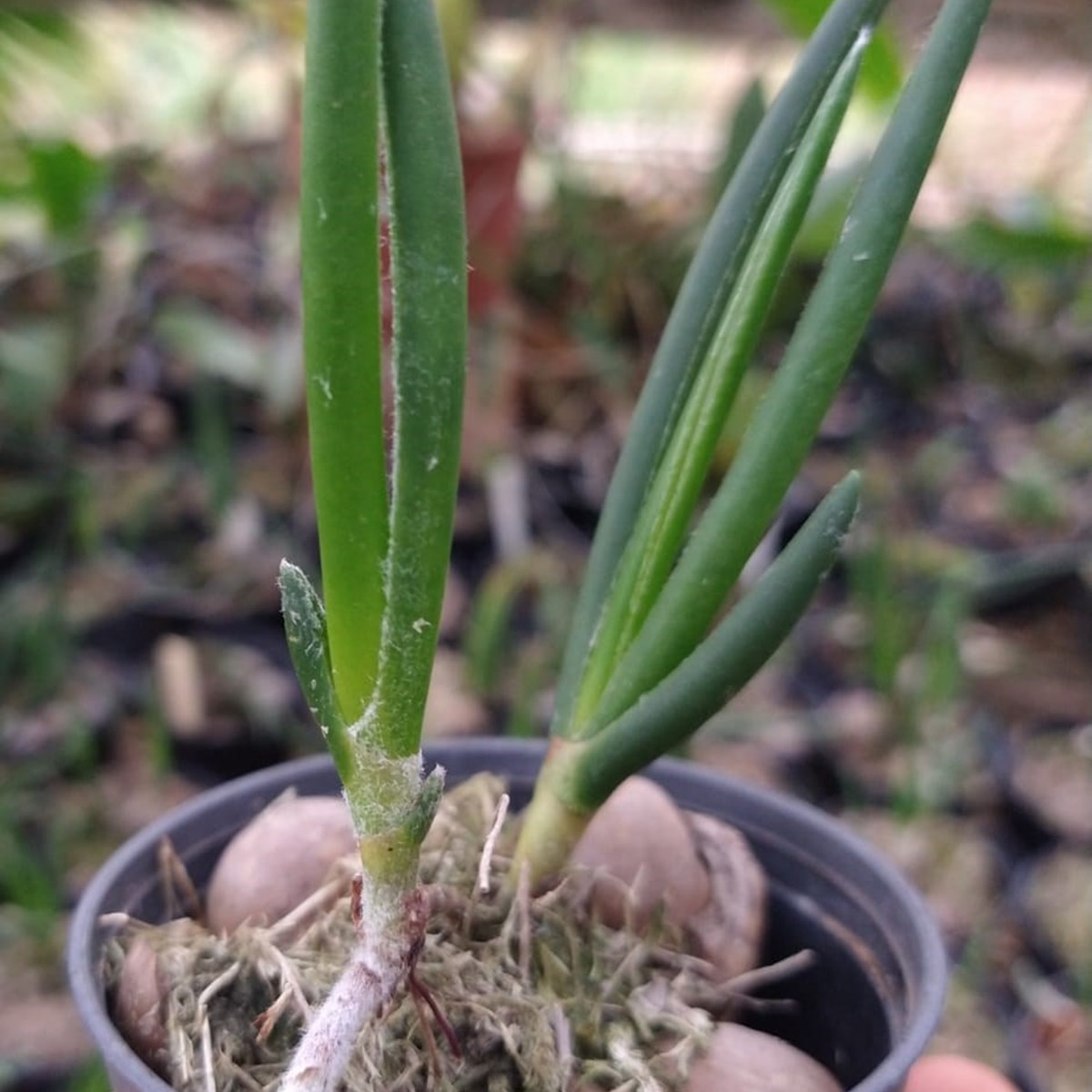 Eri sikni yalaydi Eri sikni yalaydi