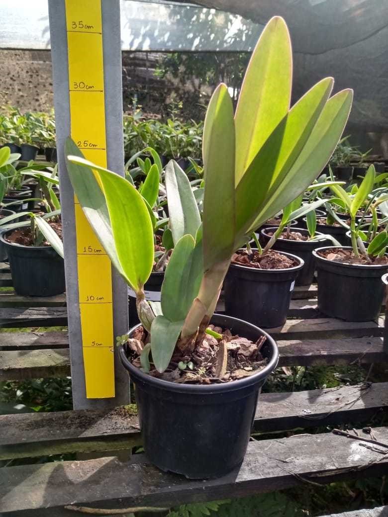 Orquídea Cattleya Portia tipo