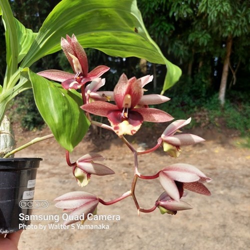 Catasetum Broga Black Leopard - Adulto