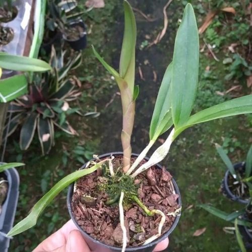 Orquídea Epicatanthe Volcano trick