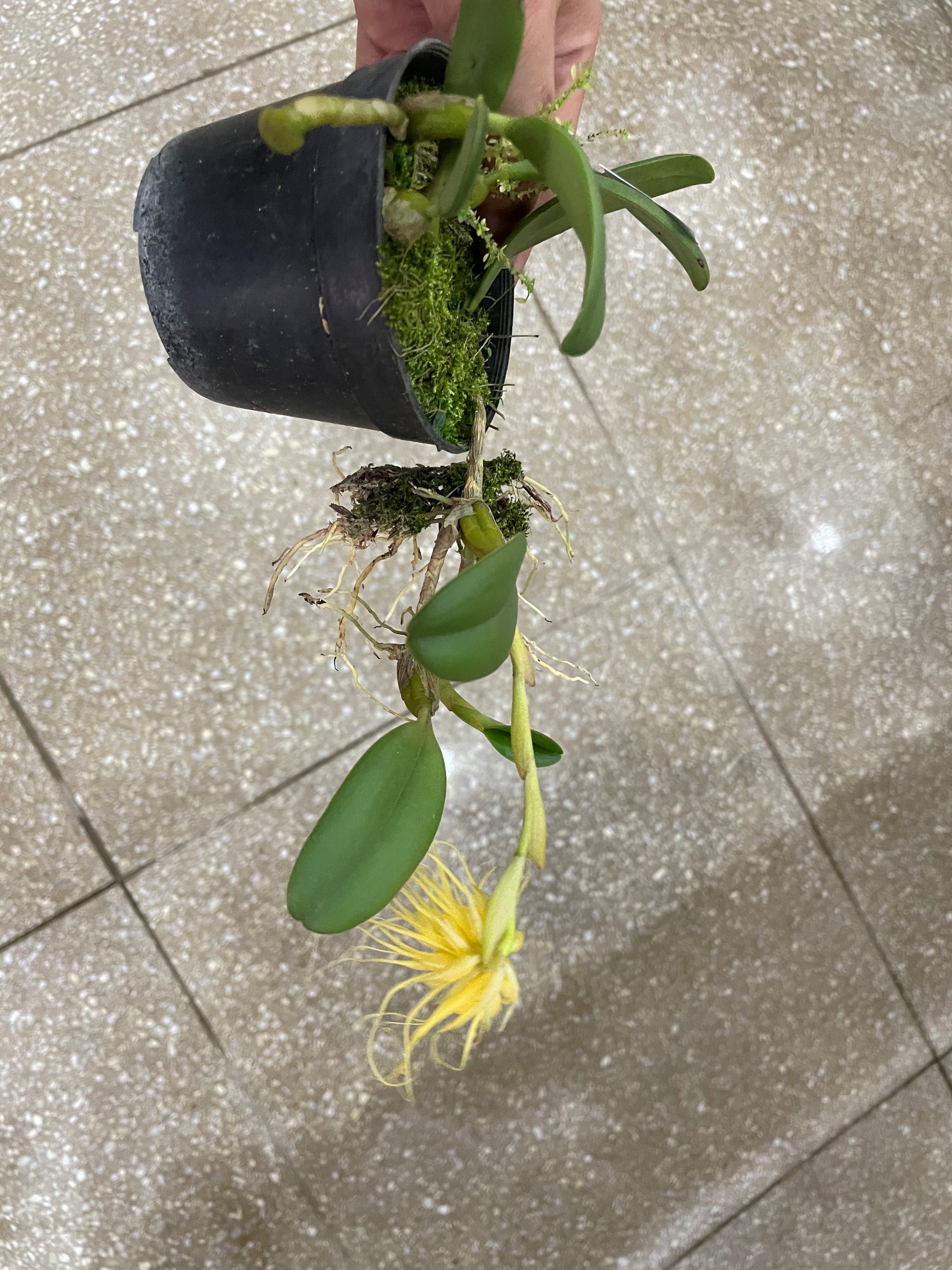 Orquídea Bulbophyllum vaginatum