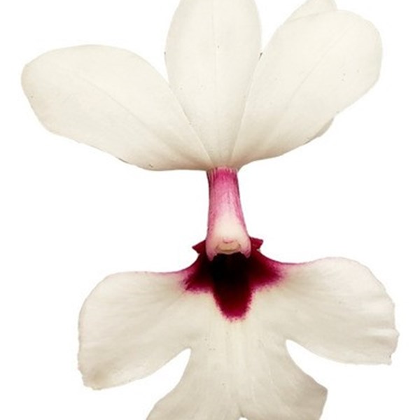 Orquídea Calanthe vestita Planta Adulta - Orquiloja