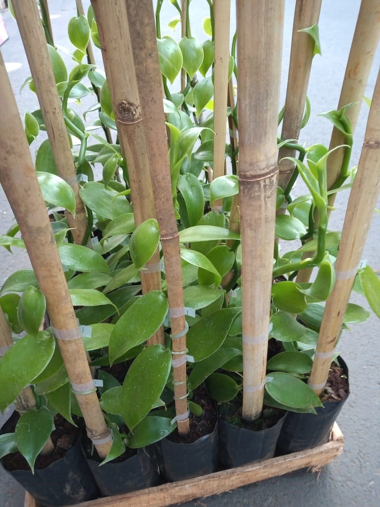 Orquídea Vanilla planifolia (baunilha mexicana)