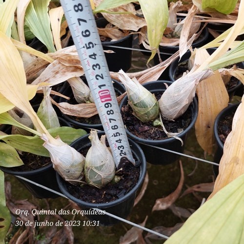 Clowesetum Pink Lemonade - Adulto