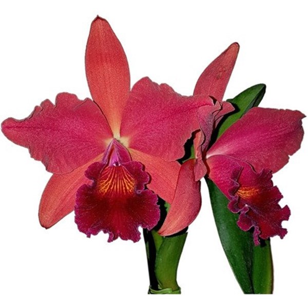 Muda Orquídea Slc. Riffe Red Planta Pré Adulta Flor Vermelha - Orquiloja