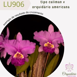 Orquídea Cattleya lueddemanniana tipo caliman x orquidário americana