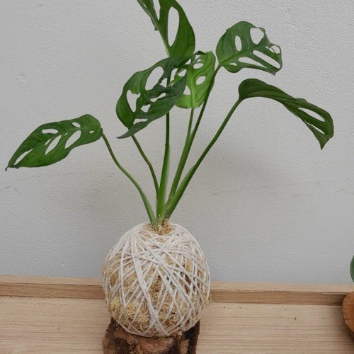 Kokedama de Monstera adsonii para presente