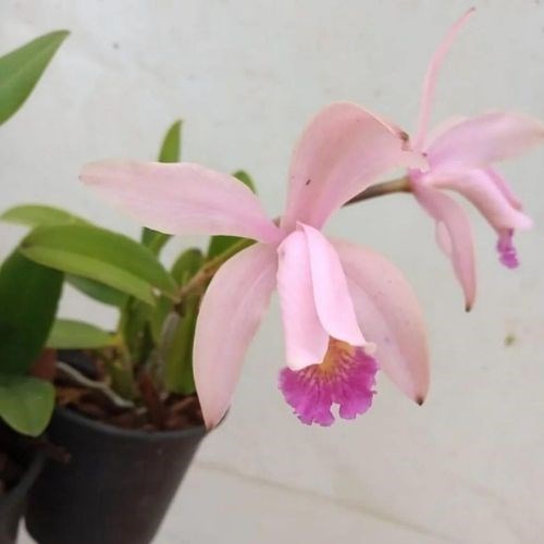 Orquídea Cattleya intermedia x Cattleya forbesii