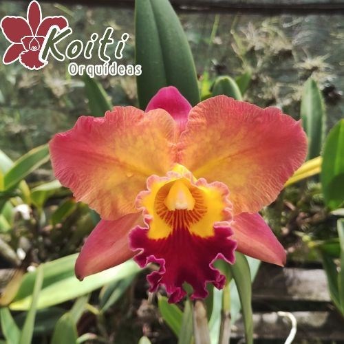 Orquídea Potinara Exotic Dream "Haneda #2" - Adulta