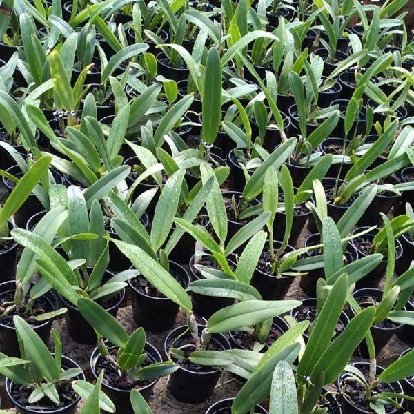 Cattleya labiata s/alba x lueddemanniana “cerro Verde”