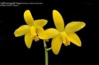 Hoffmannseggella briegeri