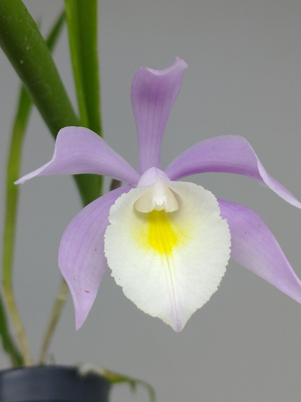 Orquídea Brassavola tuberculata x C. harrisoniana tipo