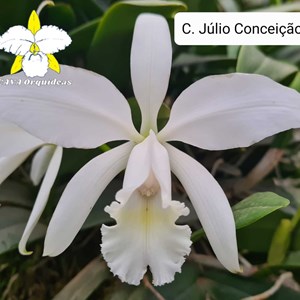 ORQUÍDEA C. JÚLIO CONCEIÇÃO (alba) - CORTE - 3 BULBOS - MERISTEMA